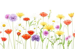 Verificare